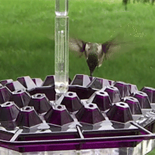 Yofany Sweety Hummingbird Feeder